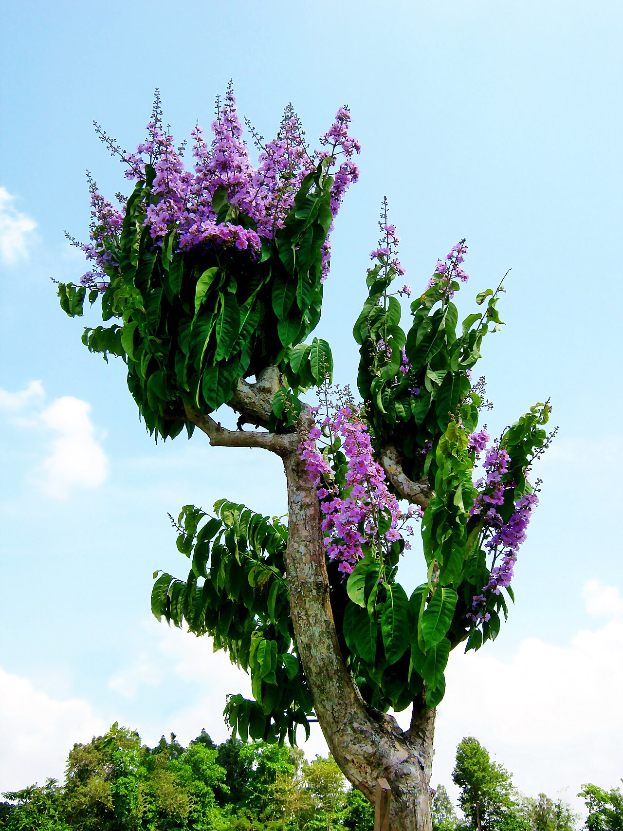 Lagerstroemia speciosa, Queen's crape myrtle — upright deciduous (Lythraceae) (image 6 of 8)