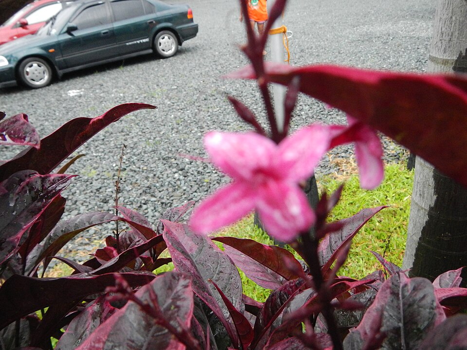 Pseuderanthemum