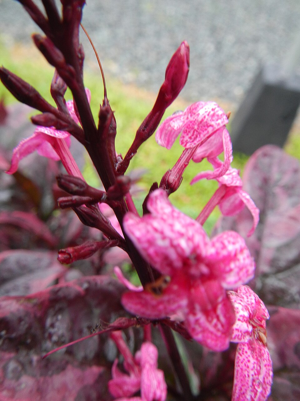 Pseuderanthemum (alternate view 2)