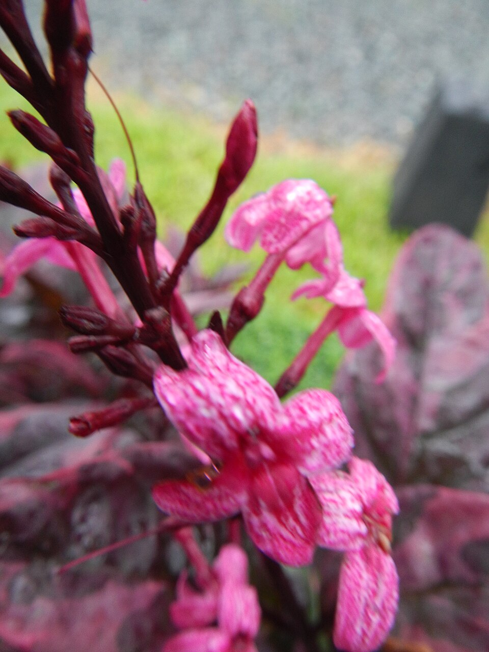 Pseuderanthemum (alternate view 3)