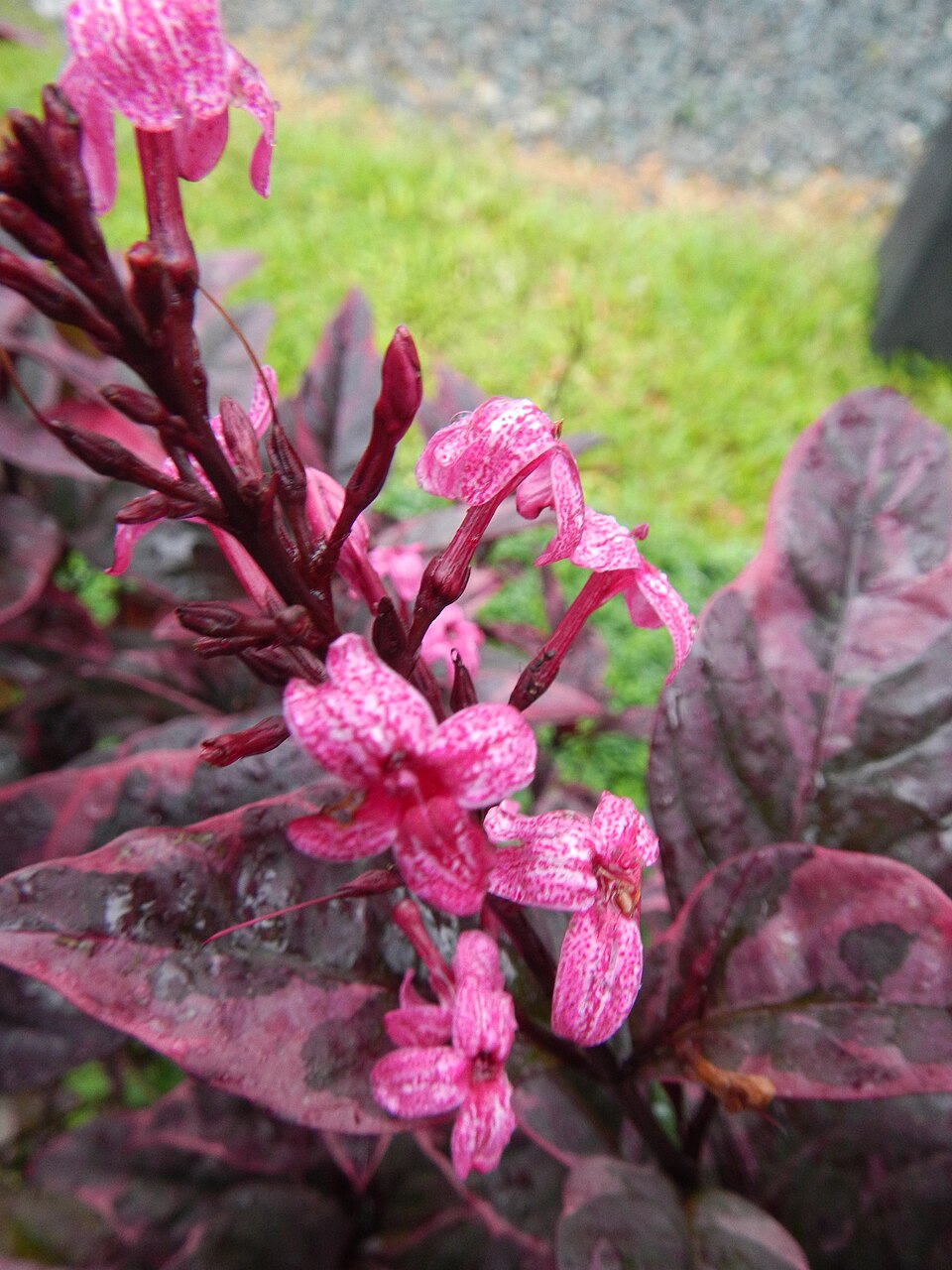 Pseuderanthemum (alternate view 4)