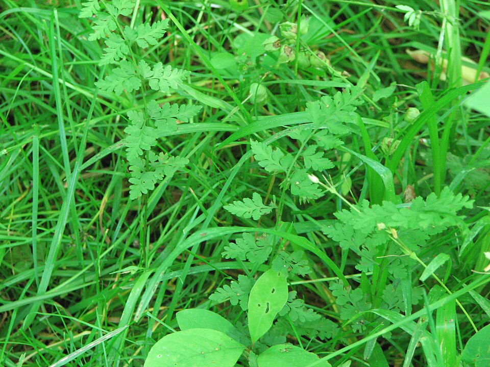 Cystopteris protrusa (lowland brittle fern) (alternate view 6)