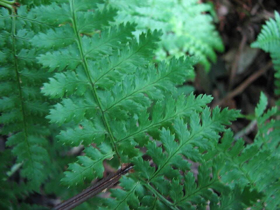 Dryopteris intermedia (intermediate wood fern)