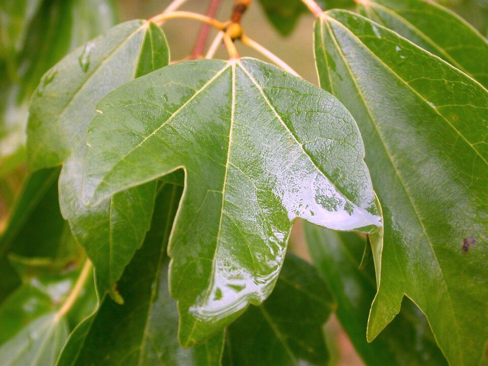 Acer buergerianum (Trident Maple) (alternate view 6)