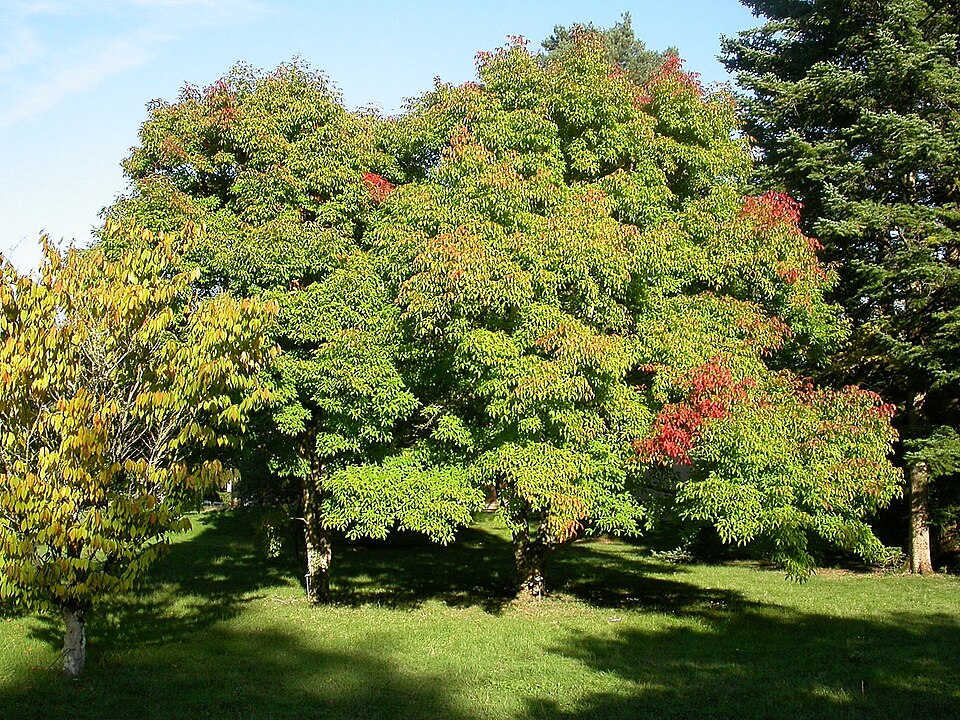 Acer triflorum (Three-flower Maple) (alternate view 5)