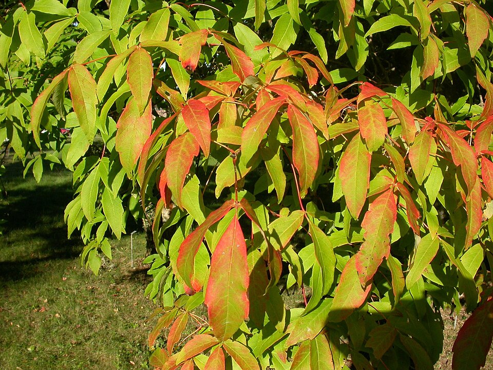 Acer triflorum (Three-flower Maple) (alternate view 6)