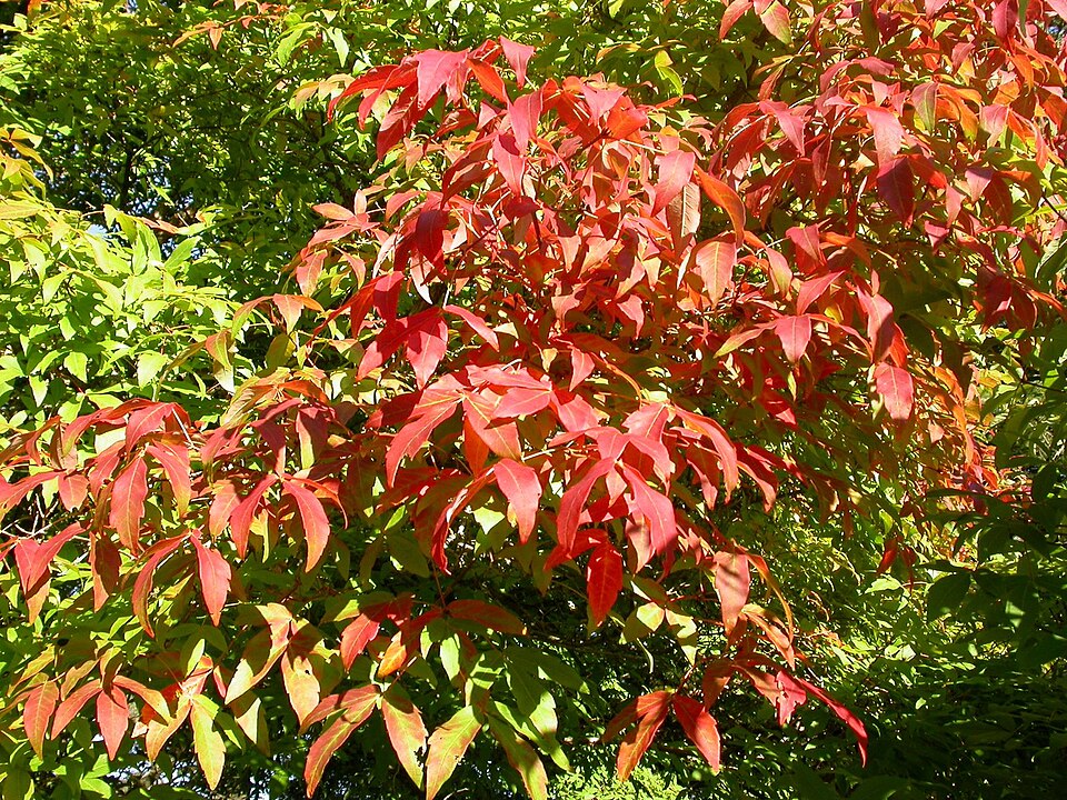 Acer triflorum (Three-flower Maple) (alternate view 7)