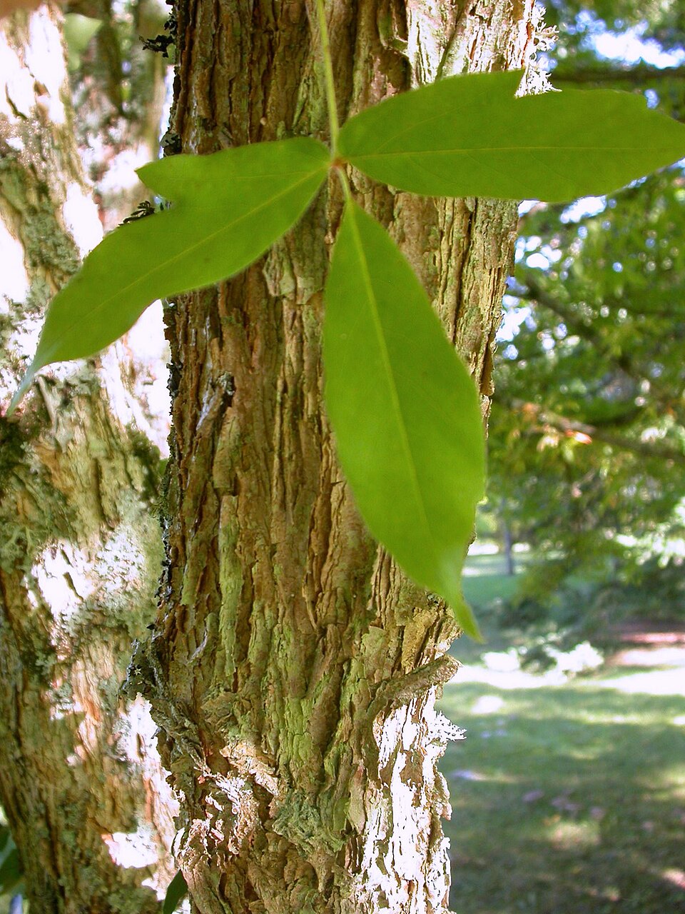 Acer triflorum (Three-flower Maple) (alternate view 8)