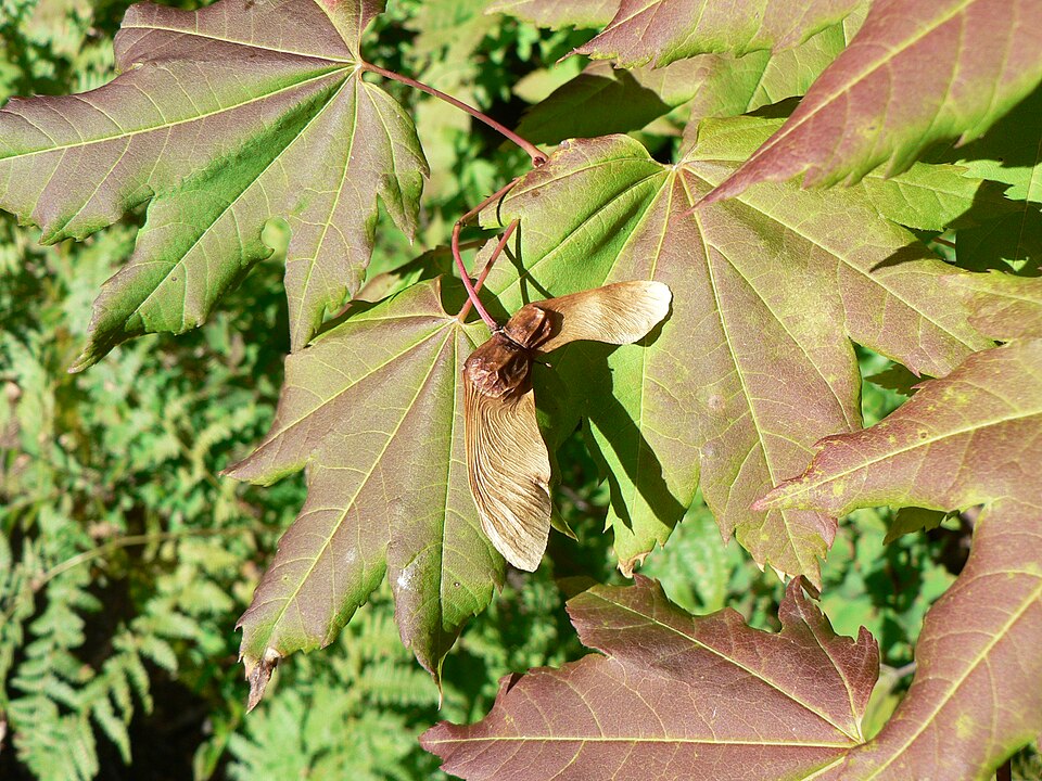 Acer circinatum (Vine maple) (alternate view 7)