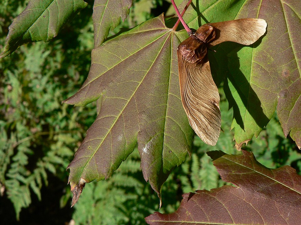 Acer circinatum (Vine maple) (alternate view 8)