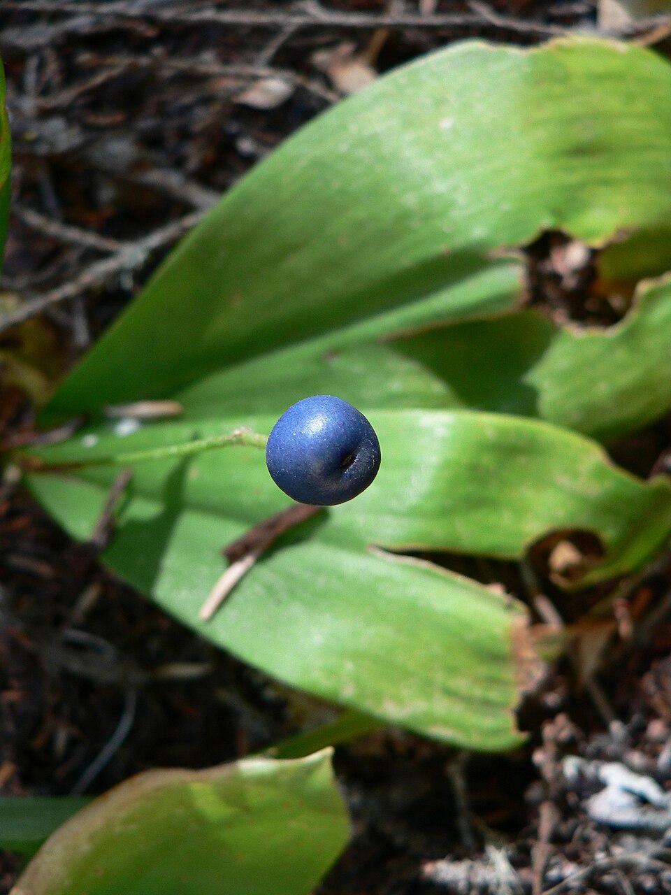 Clintonia uniflora (bead lily) (alternate view 6)