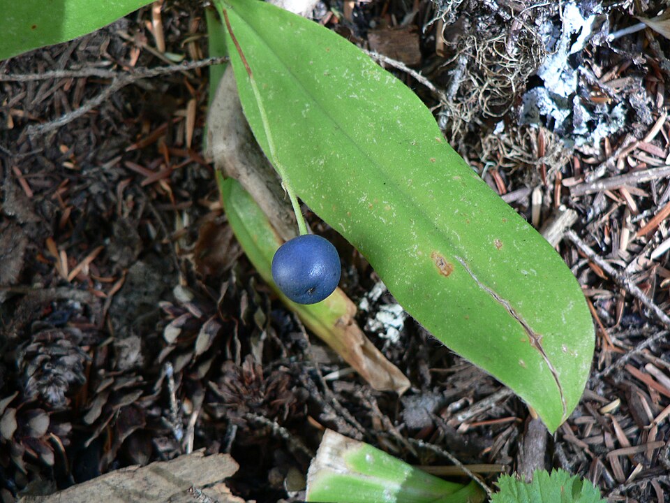 Clintonia uniflora (bead lily) (alternate view 7)