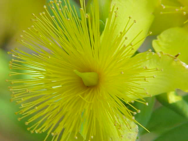 Hypericum kalmianum (Kalm St. John's Wort) (alternate view 6)