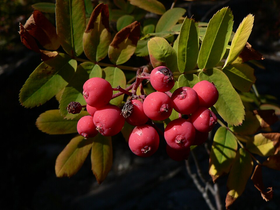 Sorbus sitchensis (Sitka Mountain Ash) (alternate view 6)