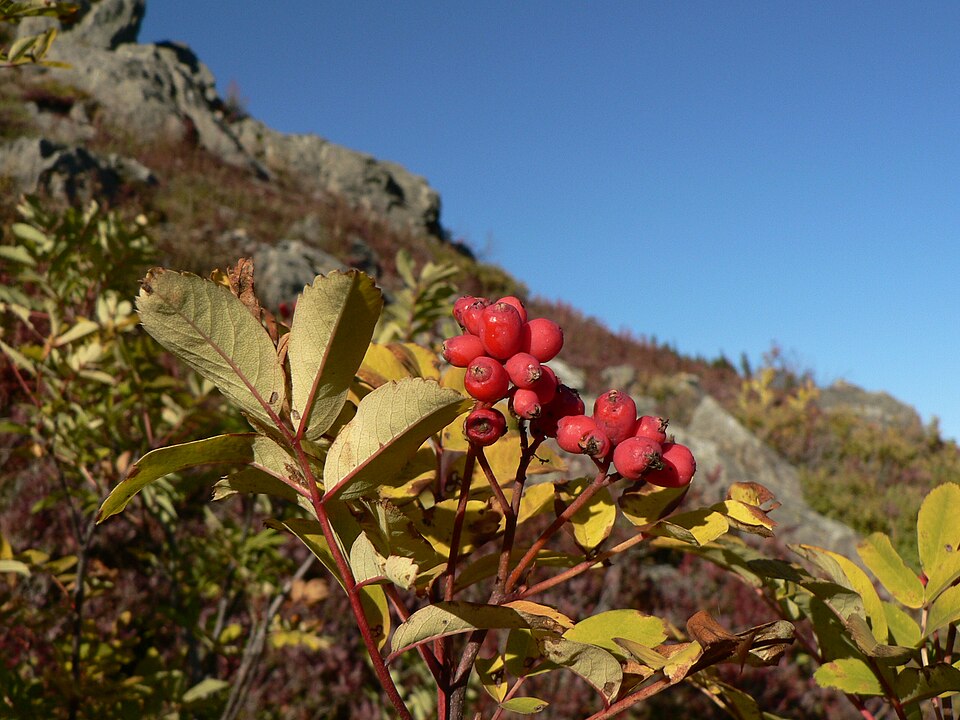 Sorbus sitchensis (Sitka Mountain Ash) (alternate view 7)