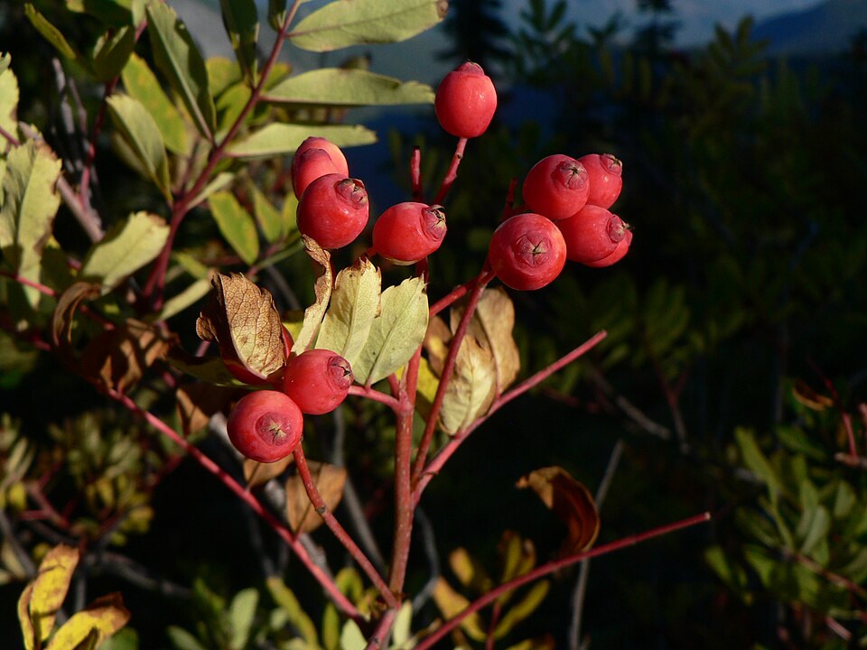 Sorbus sitchensis (Sitka Mountain Ash) (alternate view 8)
