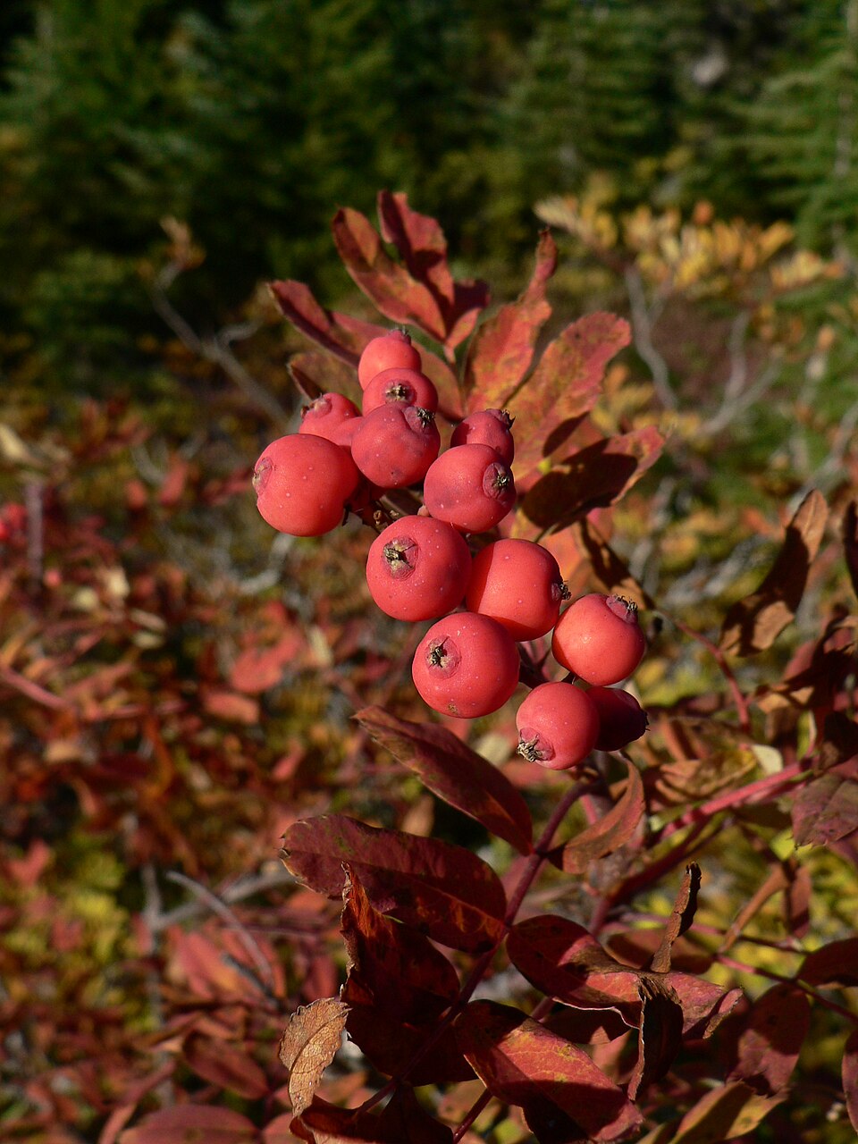 Sorbus sitchensis (Sitka Mountain Ash) (alternate view 9)