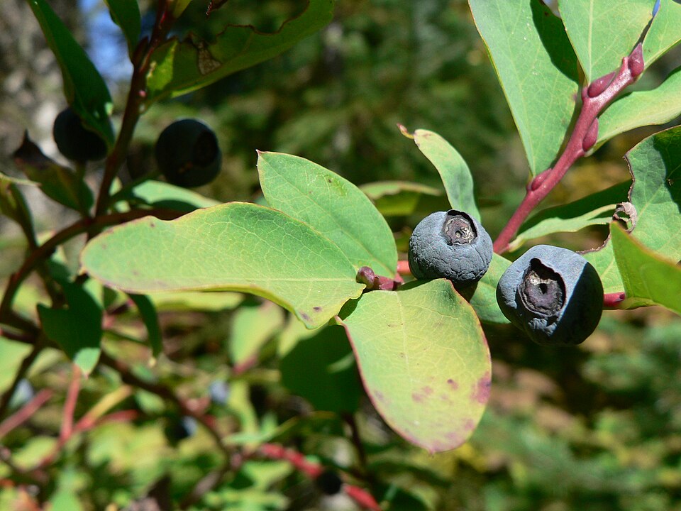 Vaccinium ovalifolium (Oval-leaf Huckleberry) (alternate view 5)