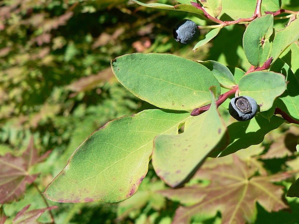 Vaccinium ovalifolium (Oval-leaf Huckleberry) (alternate view 6)