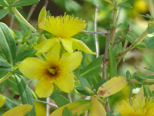 Hypericum kalmianum (Kalm St. John's Wort) (alternate view 7)