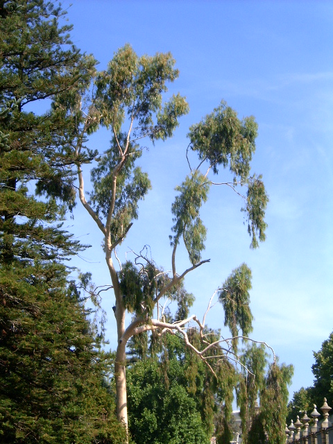 Corymbia citriodora (Lemon-scented gum) (alternate view 6)