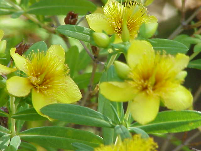 Hypericum kalmianum (Kalm St. John's Wort) (alternate view 8)