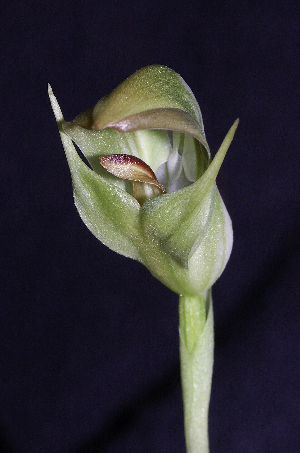 Pterostylis curta (blunt greenhood) (alternate view 8)