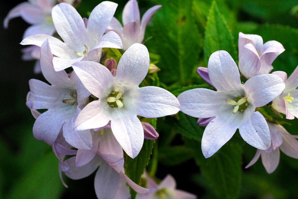 Campanula lactiflora (Milky Bellflower)