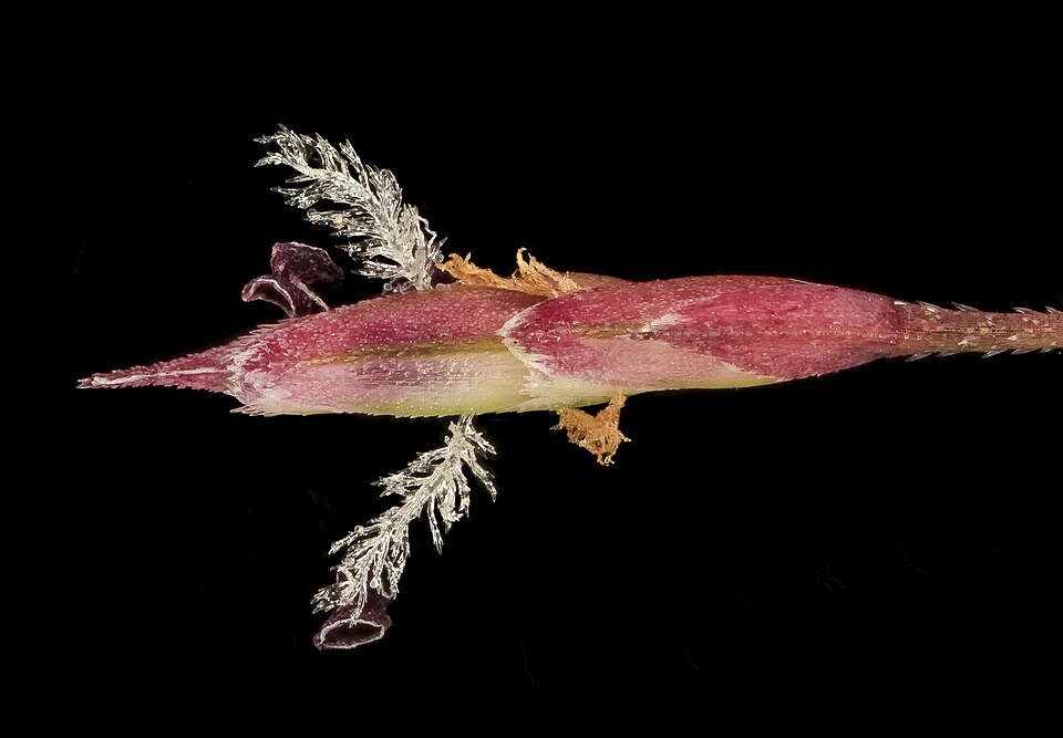 Eragrostis spectabilis (Purple Lovegrass) (alternate view 5)