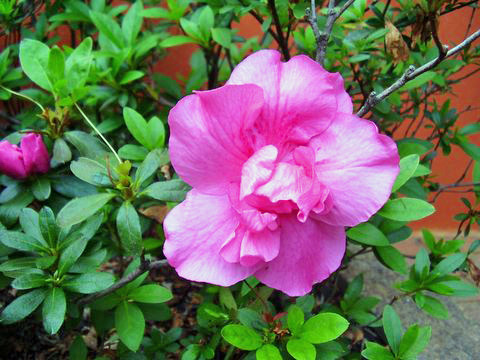 Rhododendron simsii (Indian Azalea) (alternate view 14)