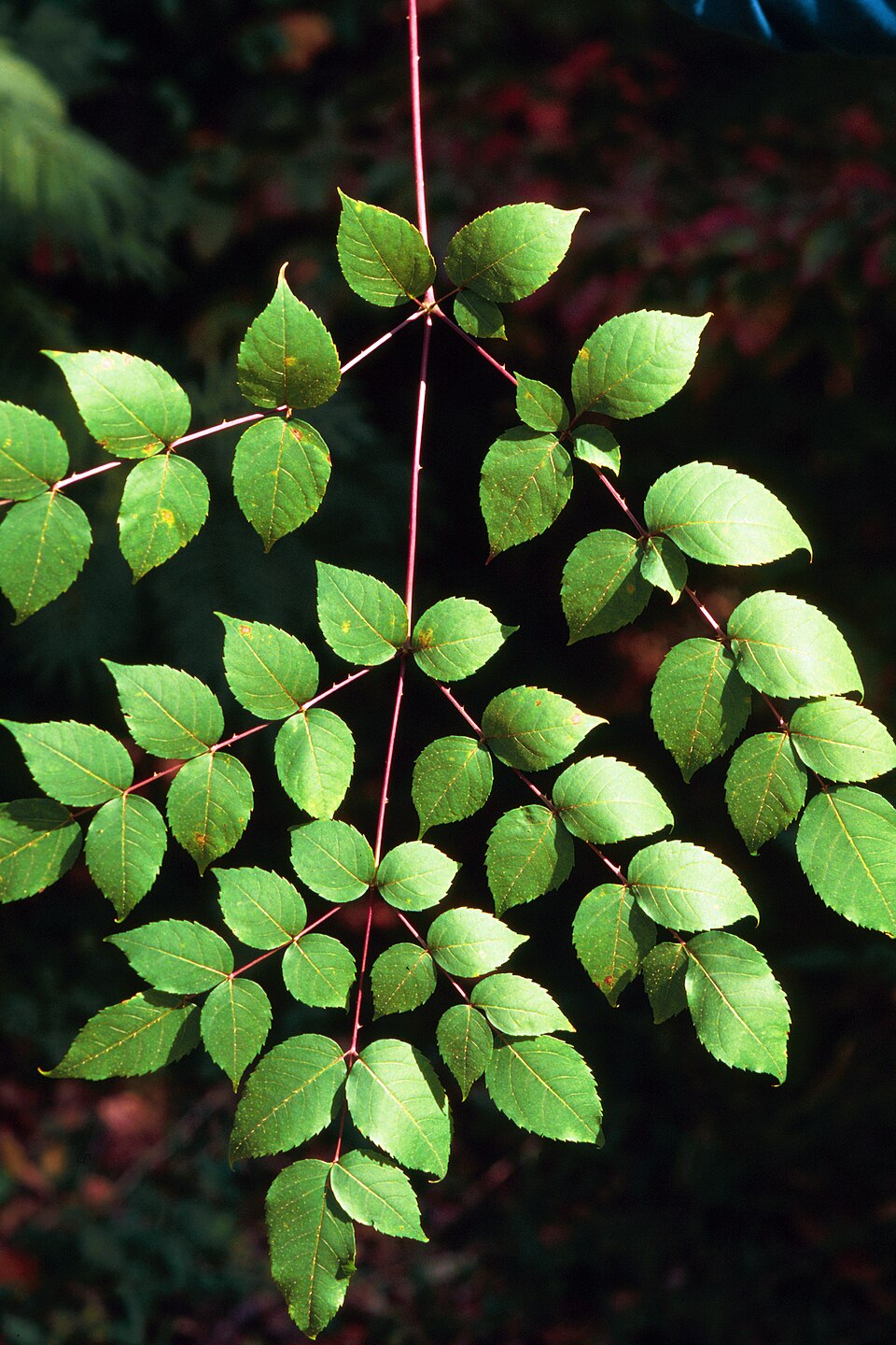 Aralia spinosa (devil's walkingstick) (alternate view 9)