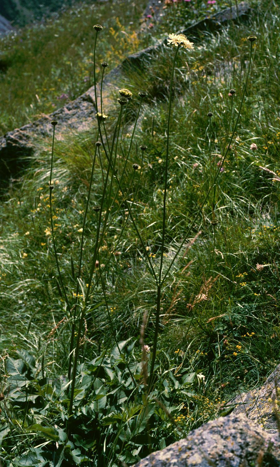 Cephalaria gigantea (Giant Scabious)