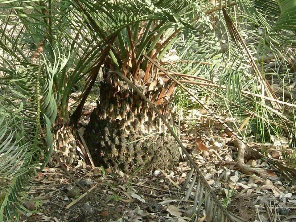 Macrozamia riedlei (Zamia Palm) (alternate view 7)