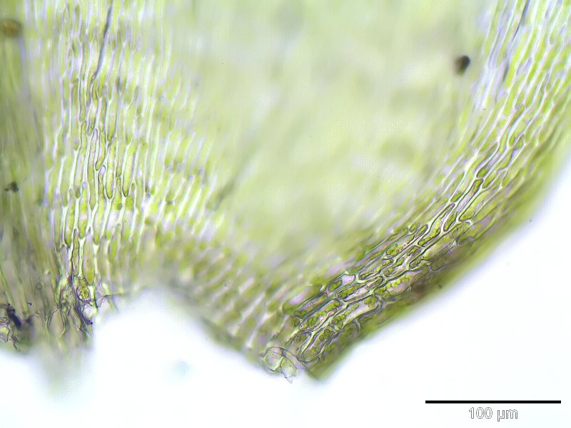 Eurhynchium striatum (Common Striated Feather-moss)