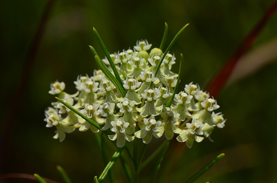 Asclepias verticillata (Whorled Milkweed) (alternate view 9)