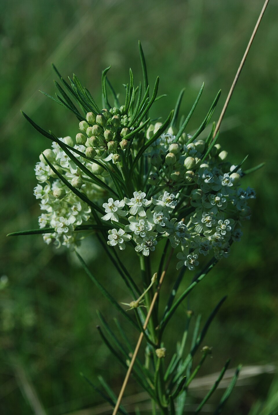 Asclepias verticillata (Whorled Milkweed) (alternate view 10)