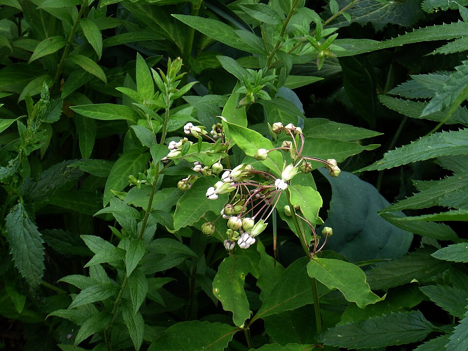 Asclepias exaltata (poke milkweed) (alternate view 7)