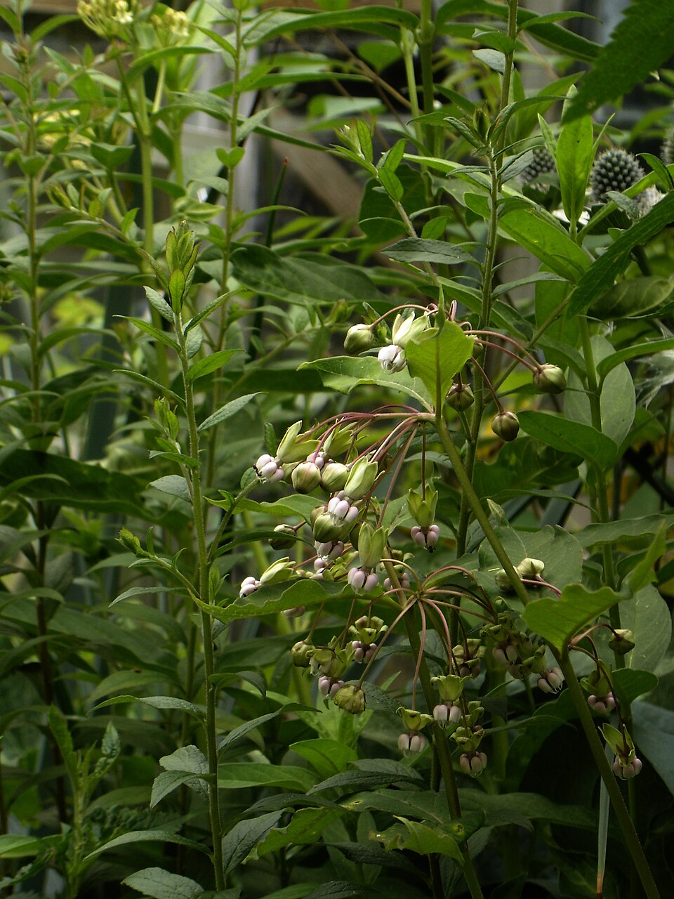 Asclepias exaltata (poke milkweed) (alternate view 8)