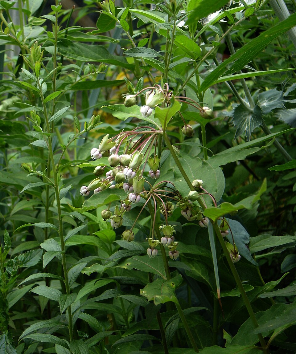 Asclepias exaltata (poke milkweed) (alternate view 9)