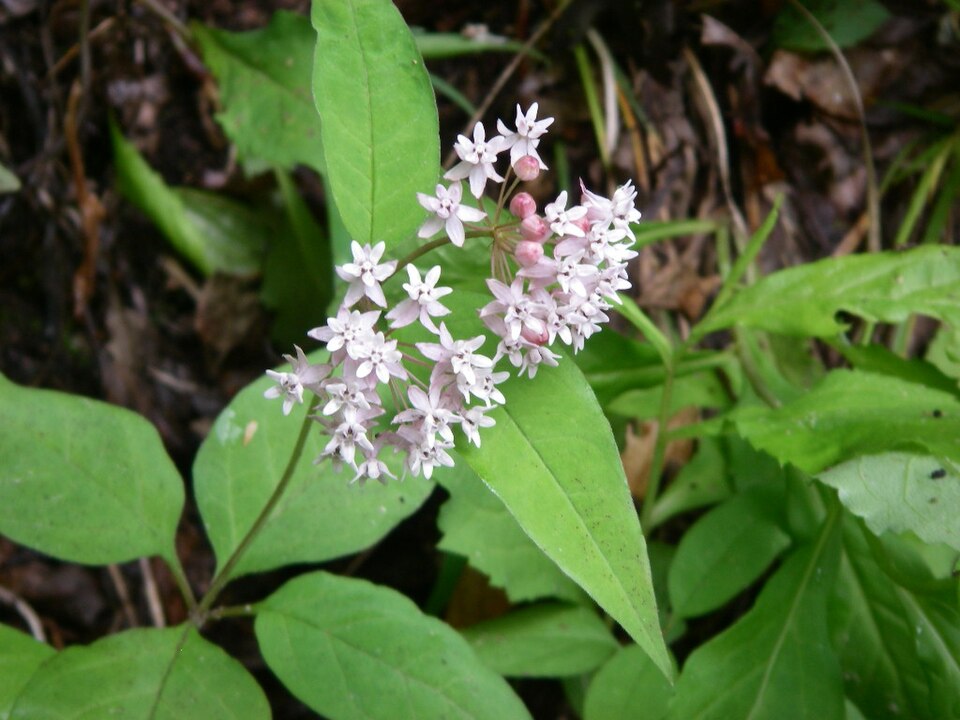 Asclepias quadrifolia (four-leaved milkweed)