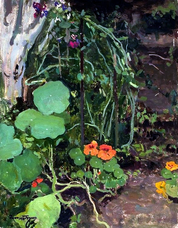 Tropaeolum (Nasturtiums)