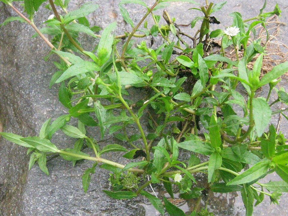 Eclipta prostrata (False Daisy) (alternate view 10)
