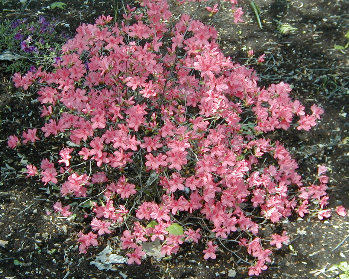 Rhododendron kaempferi, Kaempfer azalea — upright semi-evergreen (Ericaceae) (image 3 of 10)