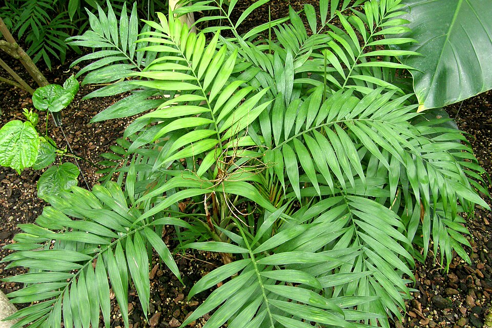 Chamaedorea elegans (Parlor Palm) (alternate view 7)