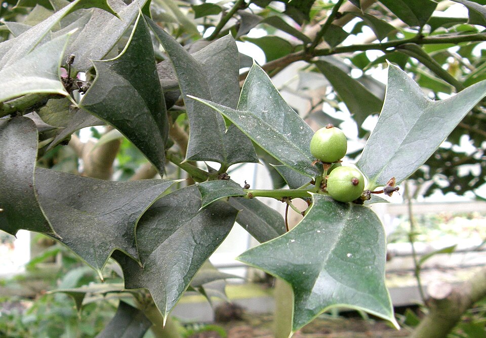 Ilex cornuta (Chinese holly) (alternate view 5)