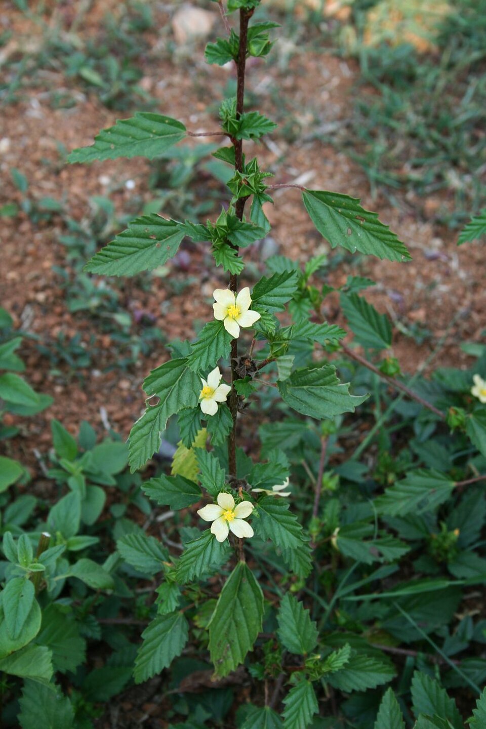 Malvastrum coromandelianum (three-lobe false mallow) (alternate view 6)