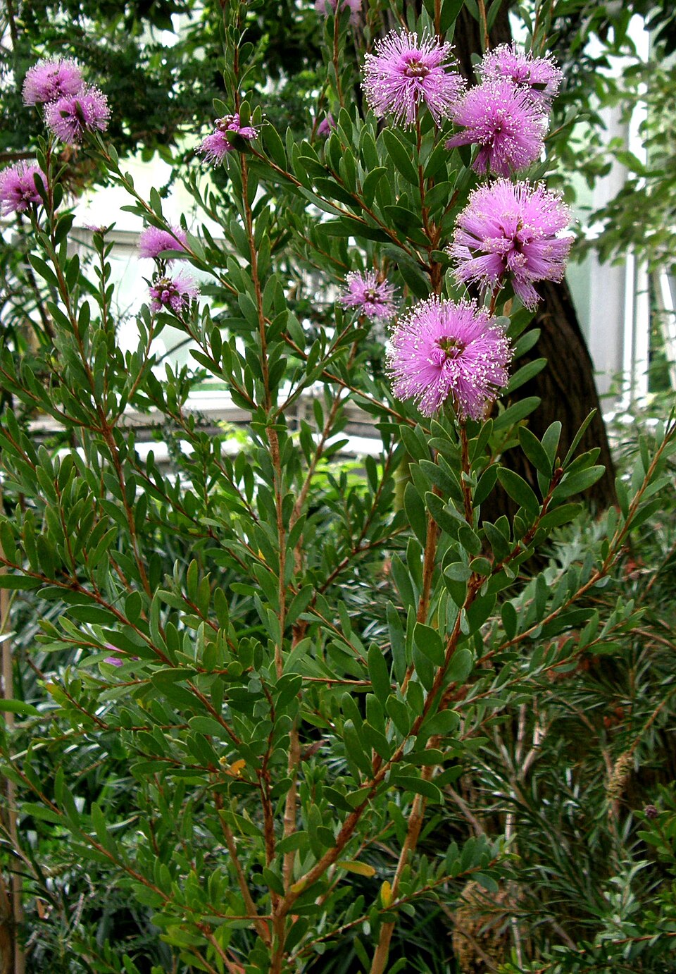 Melaleuca paludicola (river bottlebrush) (alternate view 9)
