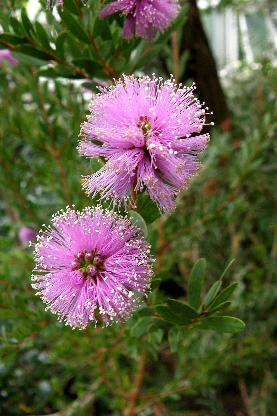 Melaleuca paludicola (river bottlebrush) (alternate view 10)