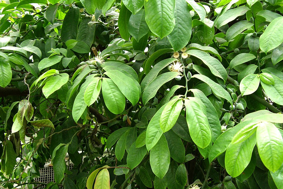 Eupomatia laurina (Bolwarra) (alternate view 8)
