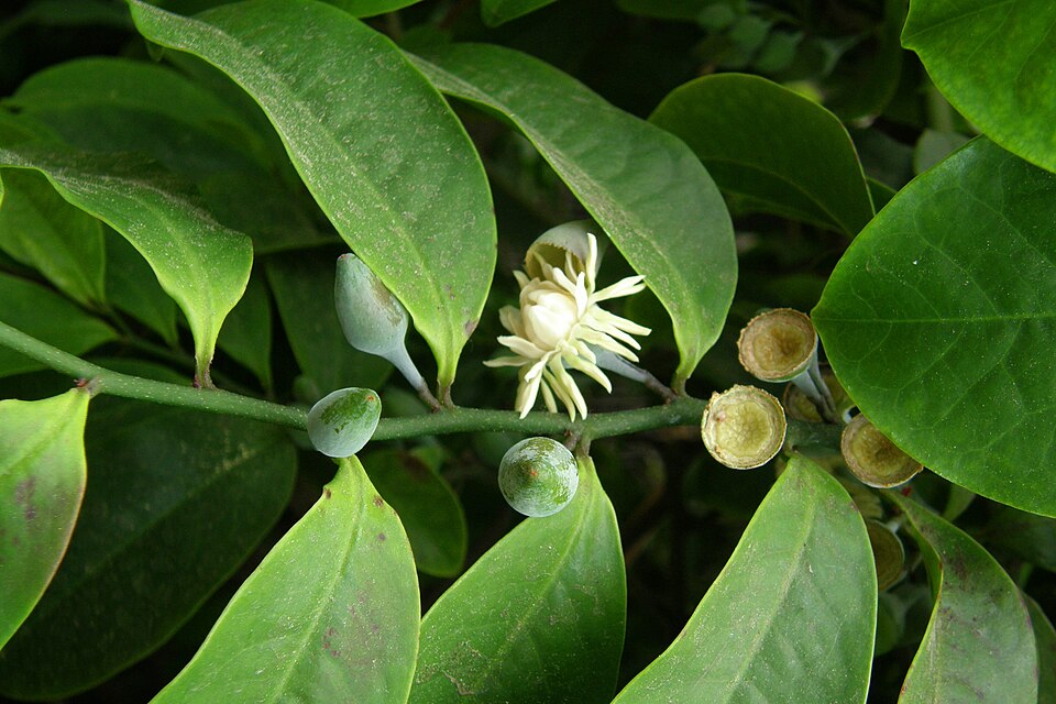 Eupomatia laurina (Bolwarra) (alternate view 9)